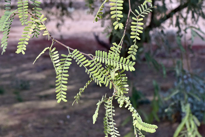 Velvet Mesquite has deciduous dark green leaves, alternate along stems; feather-like bipinnately compound leaves further divided into small leaflets. Prosopis velutina